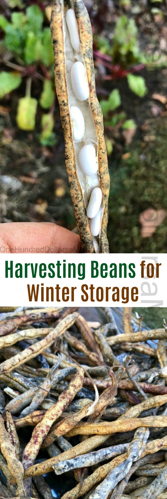 Harvesting Beans for Winter Storage