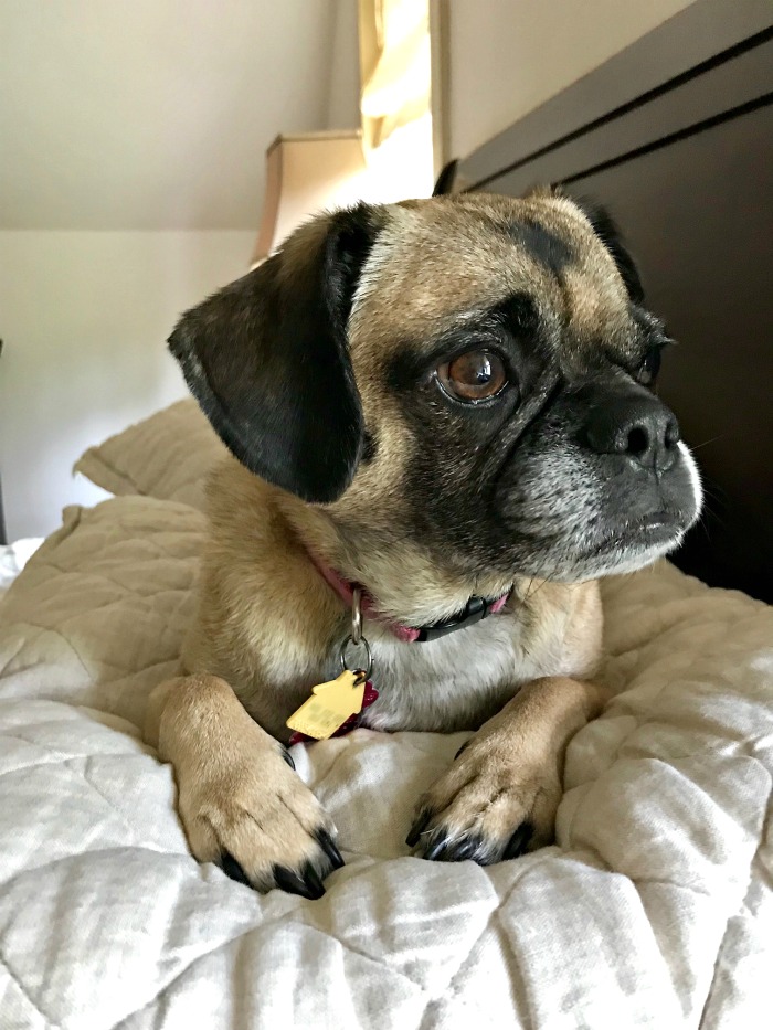 One Hundred Dollars a Month – Mavis’ Weekly Highlights 8/10/19