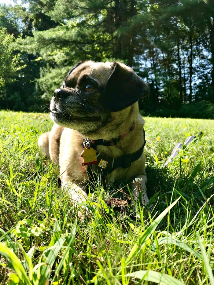 One Hundred Dollars a Month – Mavis’ Weekly Highlights 8/3/19