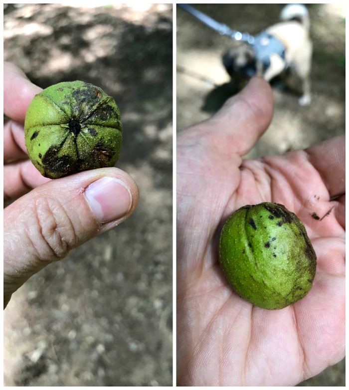 Gardening in New England – Late August in the Garden