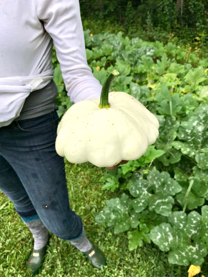 Gardening in New England – A Mid Summer Dream