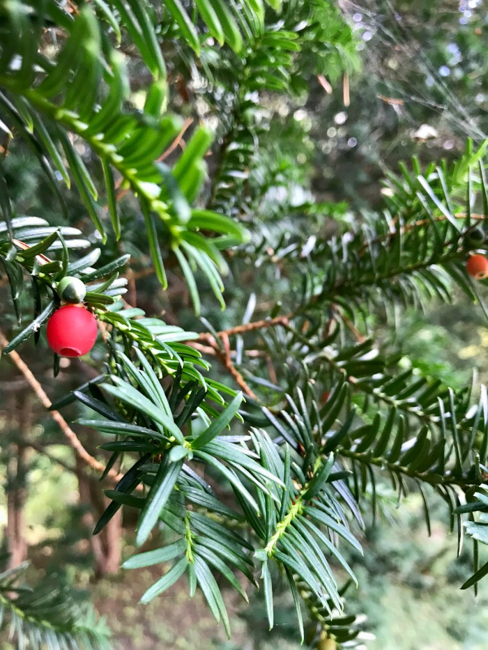 Gardening in New England – I Need Your Help With Plant Identification