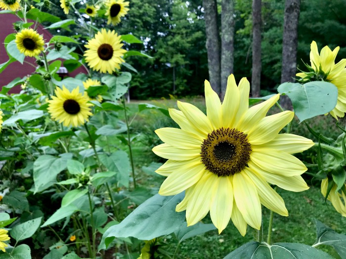 Gardening in New England – The Last Wave of Hot Weather