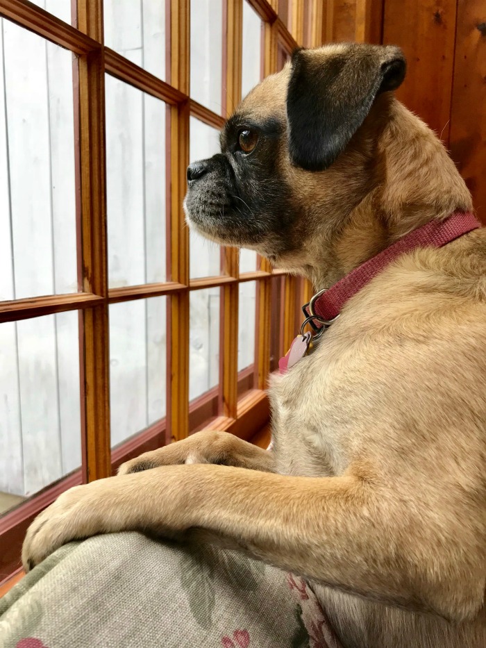 One Hundred Dollars a Month – Mavis’ Weekly Highlights 9/7/19