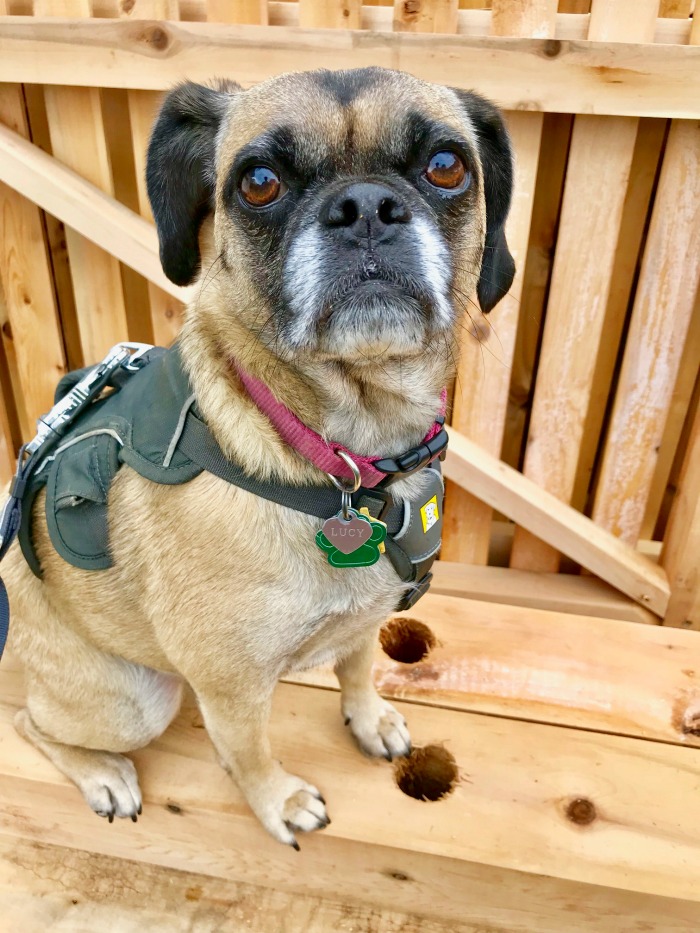 One Hundred Dollars a Month – Mavis’ Weekly Highlights 10/26/19