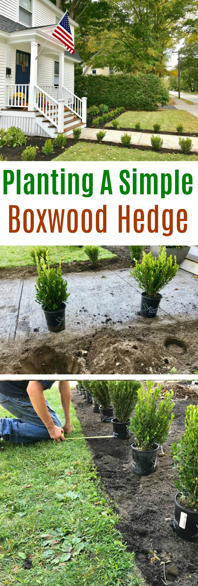 Gardening in New England – Planting A Simple Boxwood Hedge