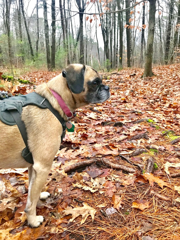 One Hundred Dollars a Month – Mavis’ Weekly Highlights 11/23/19