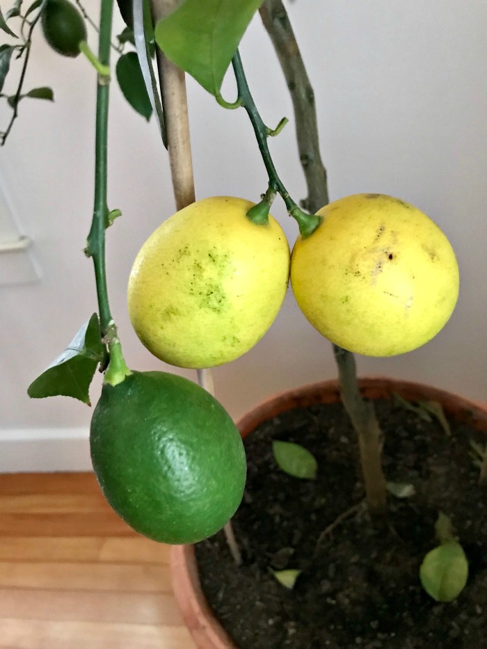 My 22 Goals for 2019 – Week 44 of 52