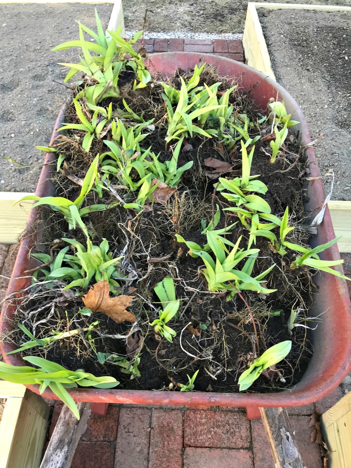 My Coastal Maine Garden – Digging Up Daylilies, Seed Starting, Working on the Brick Garden Border and More