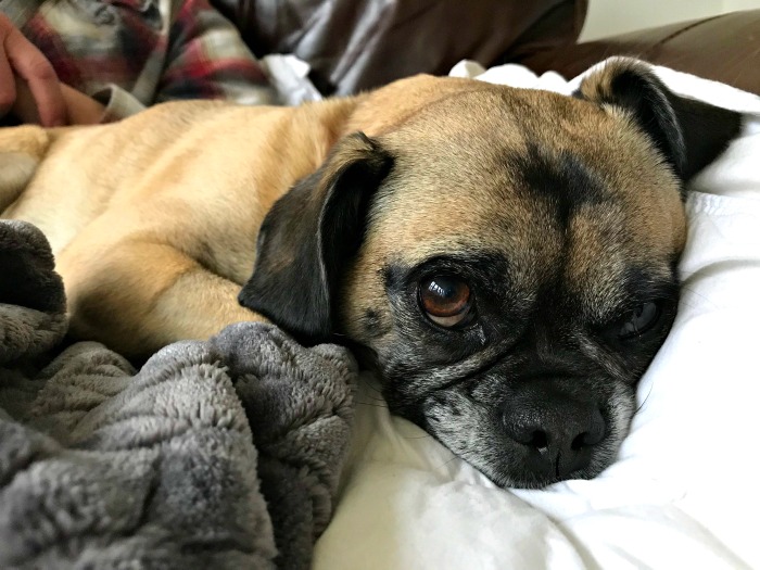 One Hundred Dollars a Month – Mavis’ Weekly Highlights 4/18/2020