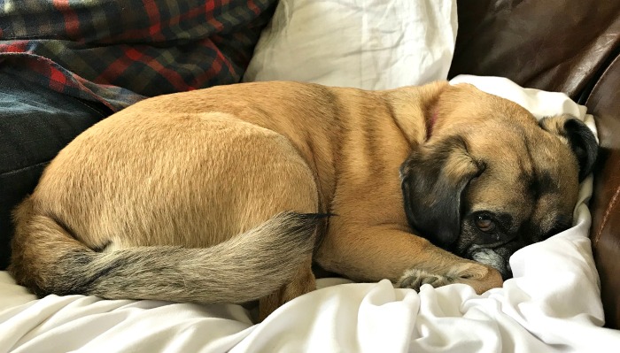 One Hundred Dollars a Month – Mavis’ Weekly Highlights 5/30/2020