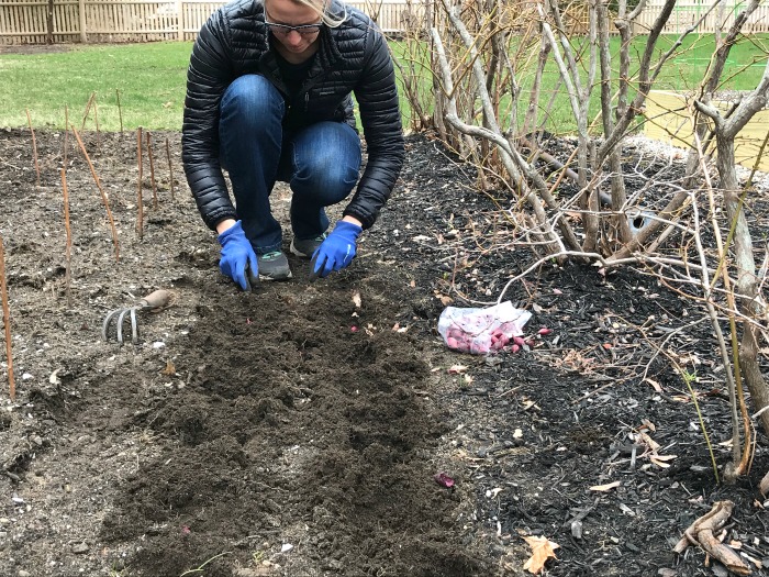 Gardening in Maine – Planting Onion Bulbs, Tomato Seedlings and More