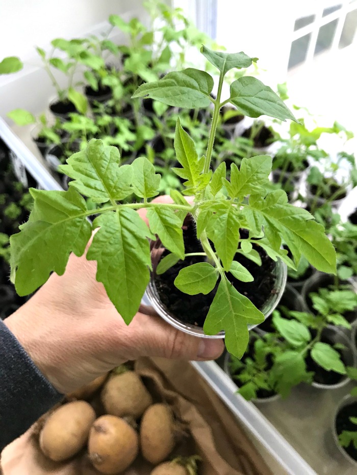 How to Harden Off Seedlings