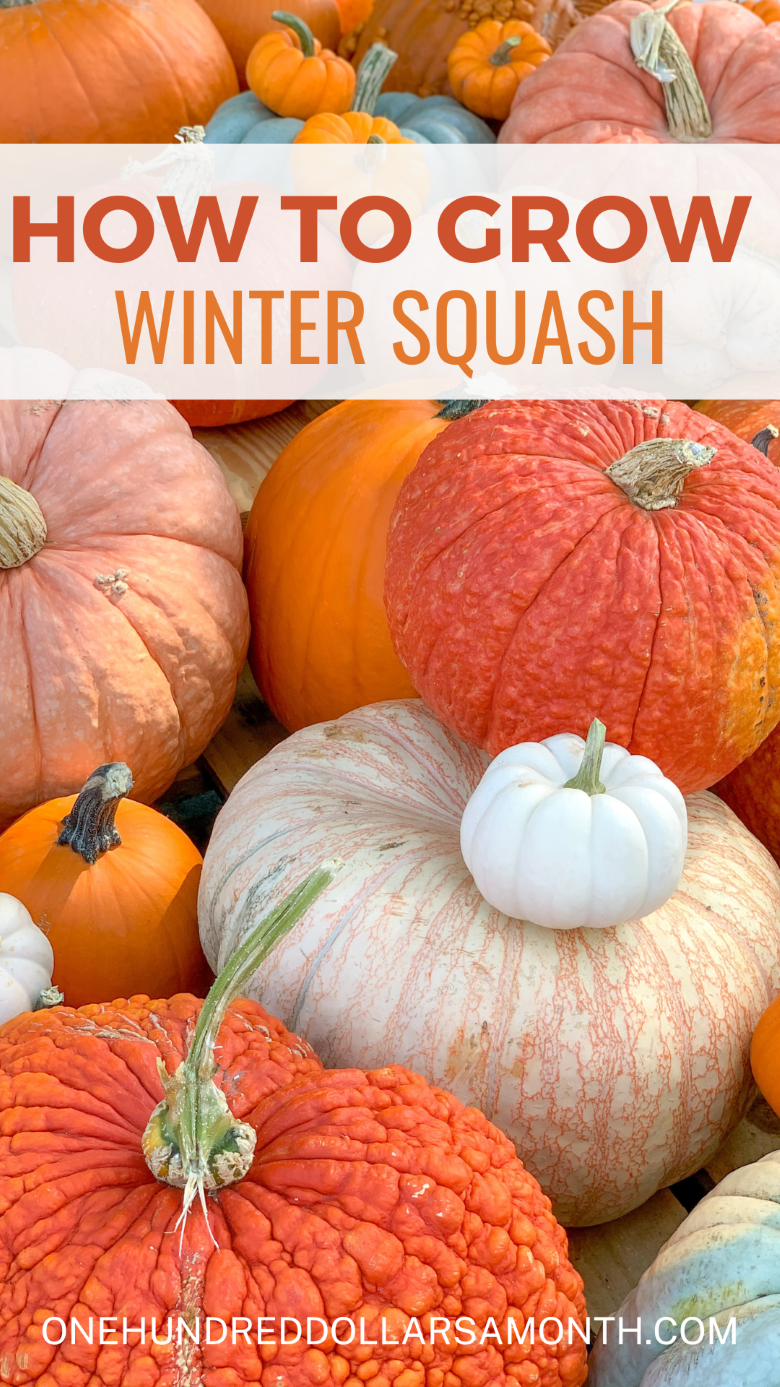 How to Grow Winter Squash