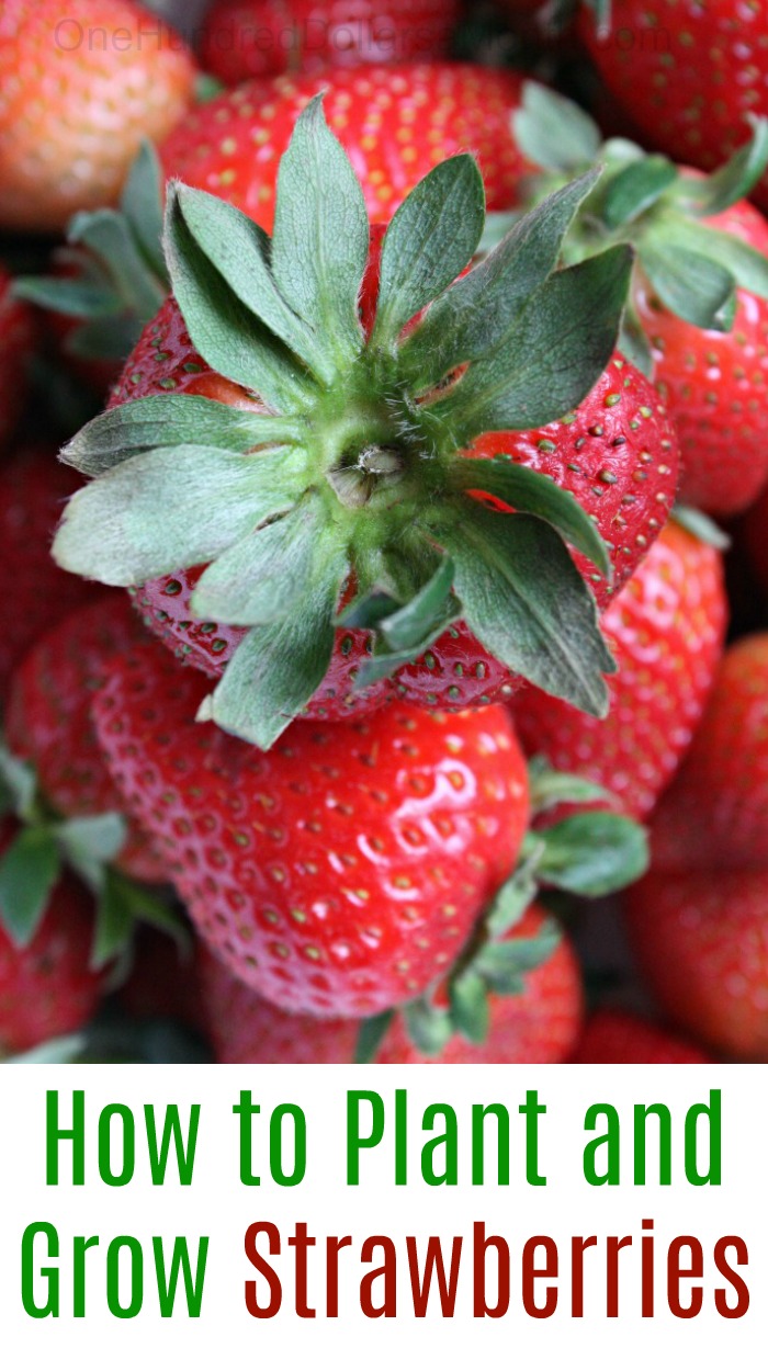 How to Plant and Grow Strawberries