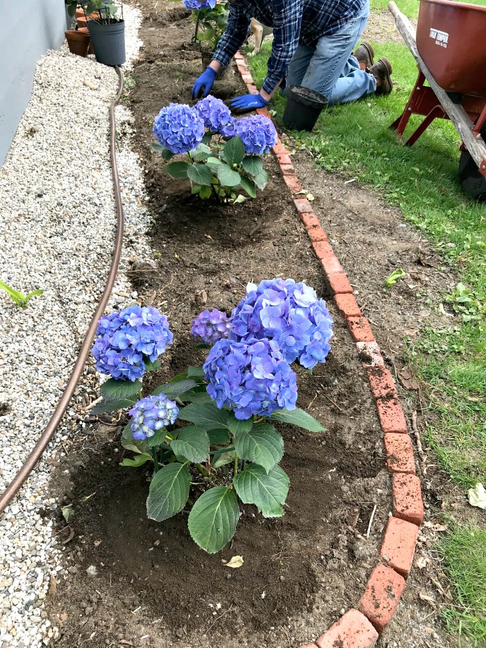 My Coast Maine Garden – What’s Growing in Early May