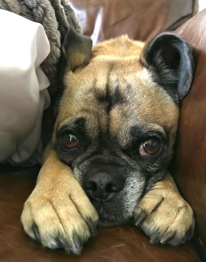 One Hundred Dollars a Month – Mavis’ Weekly Highlights 5/9/2020