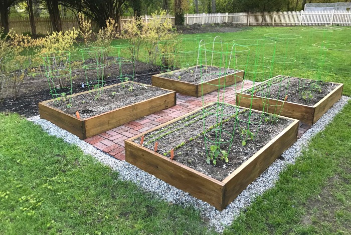 Gardening in Maine – The Raised Garden Boxes are Starting to Fill Out