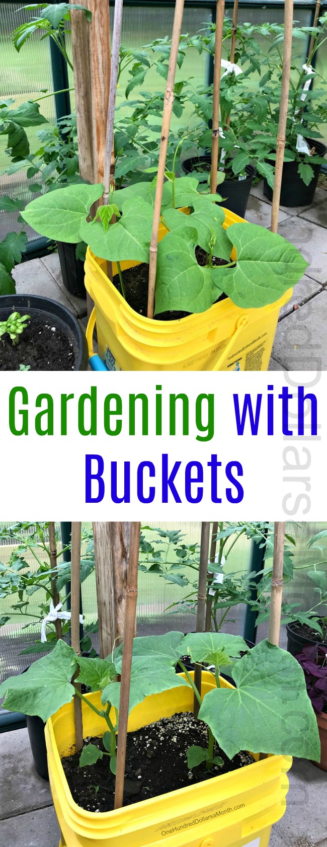 Greenhouse Gardening in Maine – Growing Vegetables in Buckets