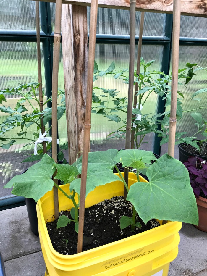 Greenhouse Gardening in Maine Growing Vegetables in Buckets One