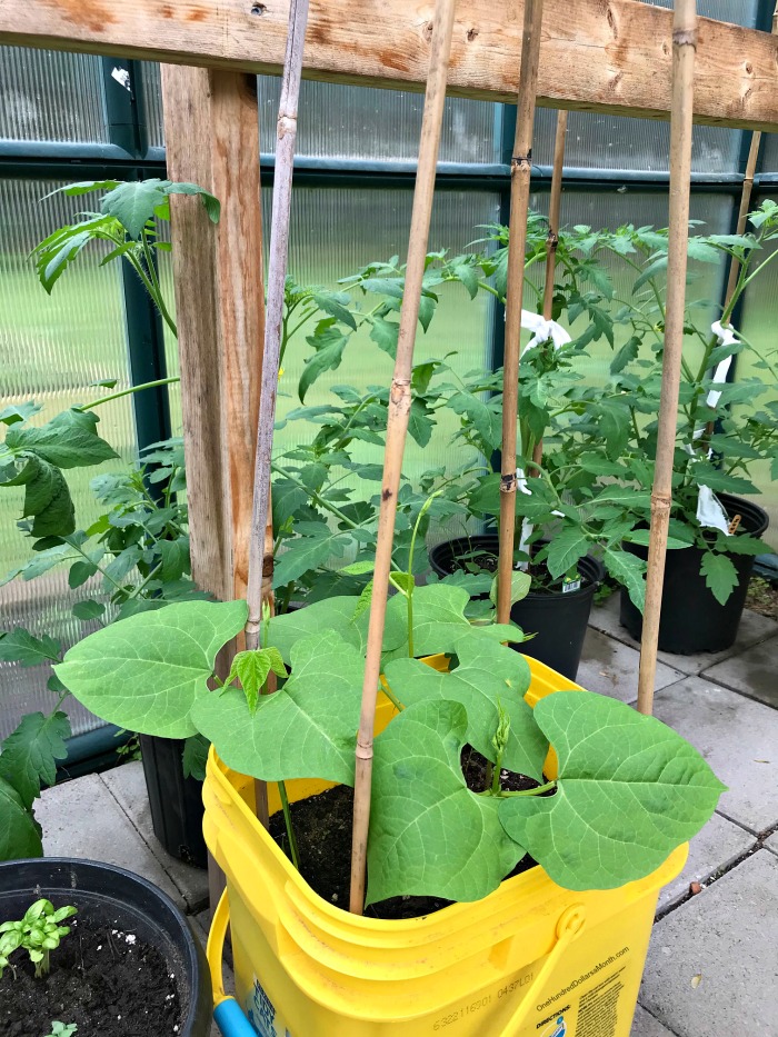 Greenhouse Gardening in Maine Growing Vegetables in Buckets One