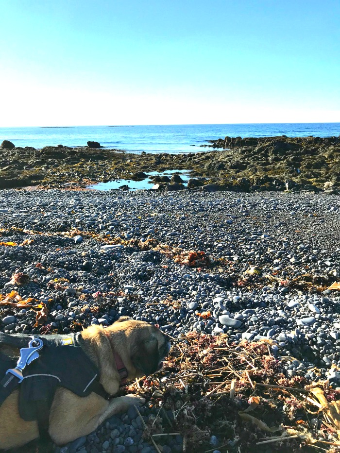 One Hundred Dollars a Month – Mavis’ Weekly Highlights 6/20/20