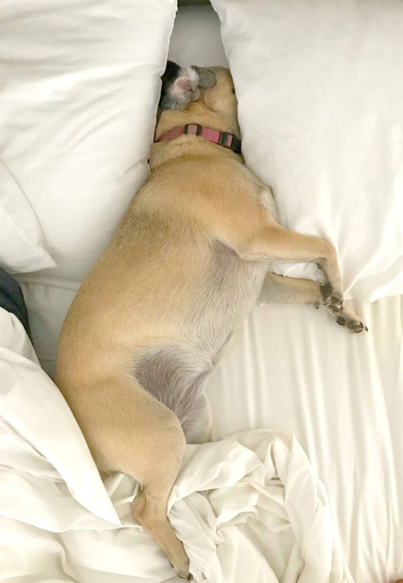 One Hundred Dollars a Month – Mavis’ Weekly Highlights 6/27/20