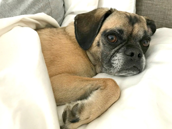 One Hundred Dollars a Month – Mavis’ Weekly Highlights 6/13/2020