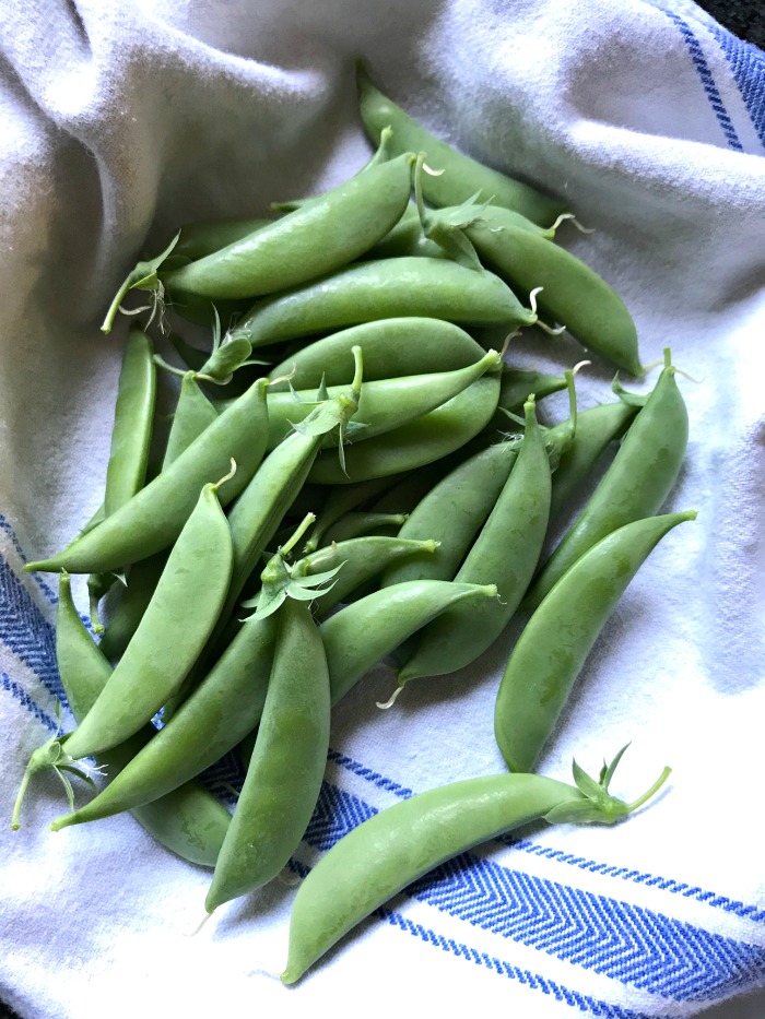 How to Grow Peas {Start to Finish}