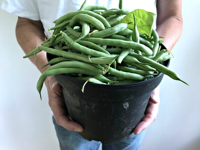 Gardening in Coastal Maine – Our Mid Summer Garden