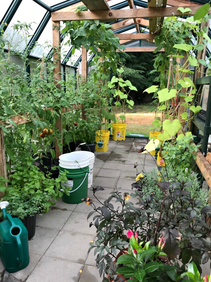 Gardening in Tidy Cat Buckets