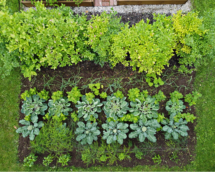 Gardening in Maine – Zone 5b – Mid July