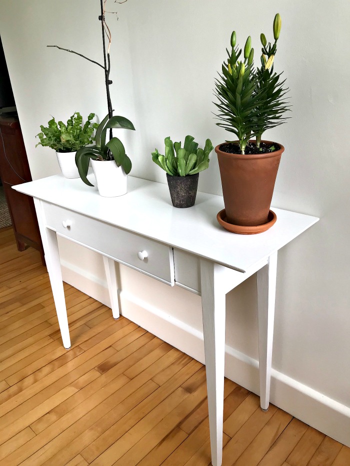 This is Totally Not a Houseplant!