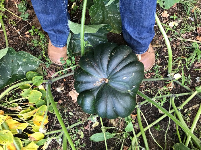 Gardening in Maine – Late September Clean Up