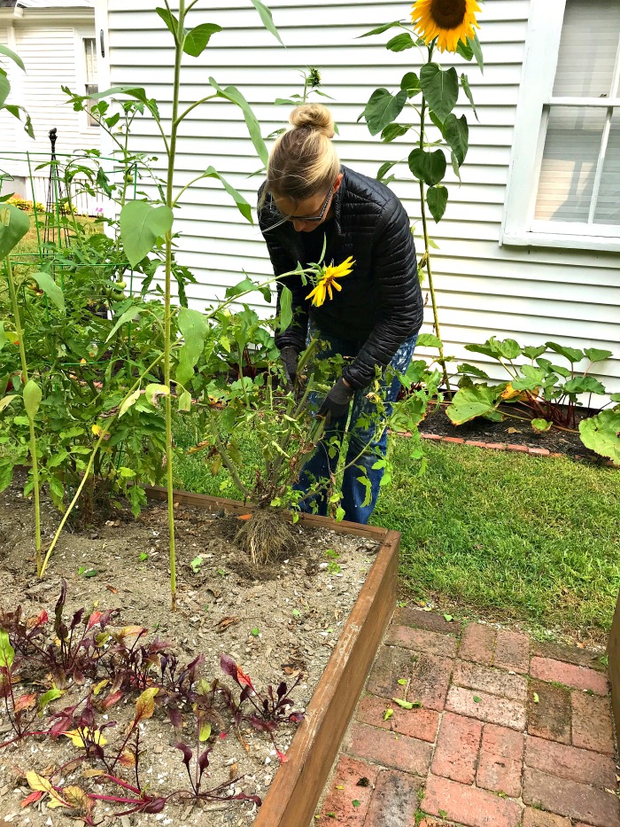 Gardening in Coastal Maine – Mid September in the Garden