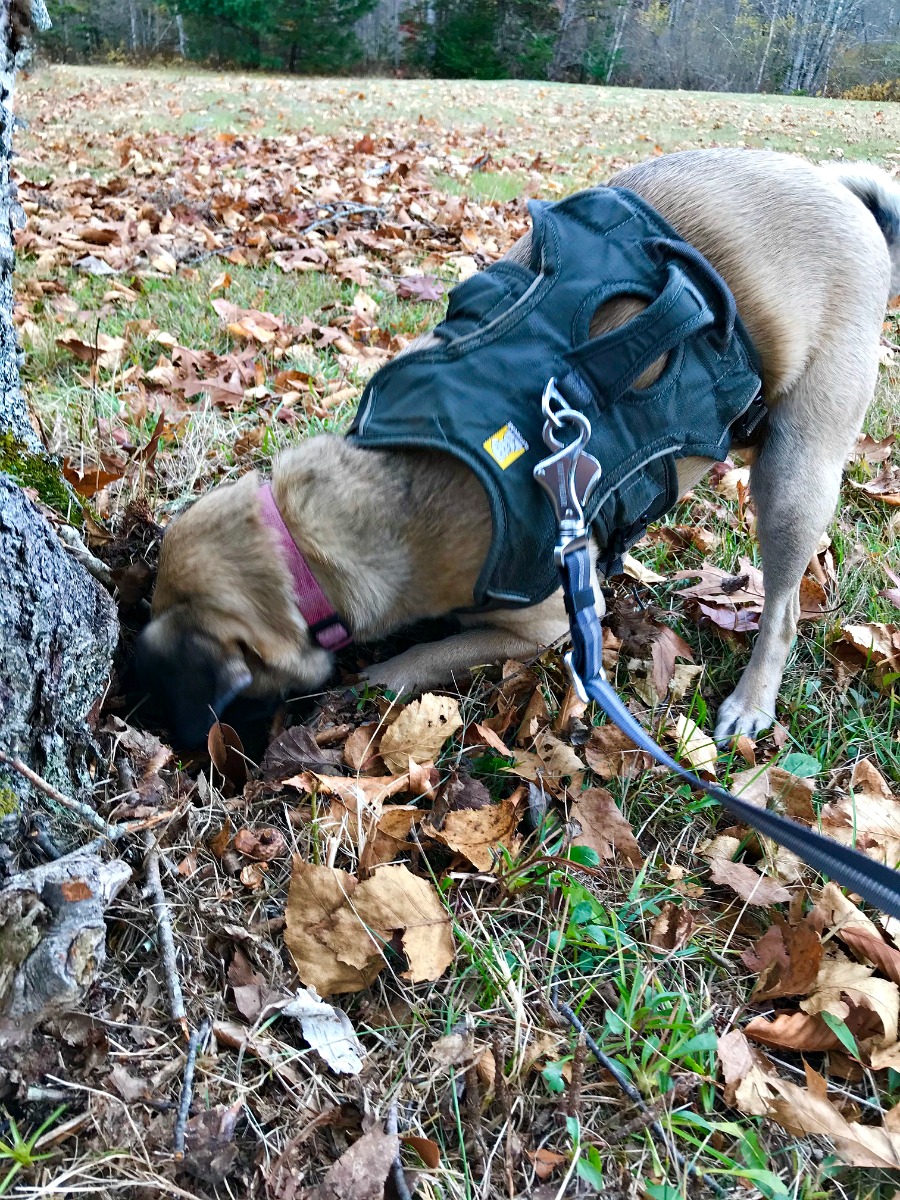 Gardening in Maine – The Fall Clean Up Continues