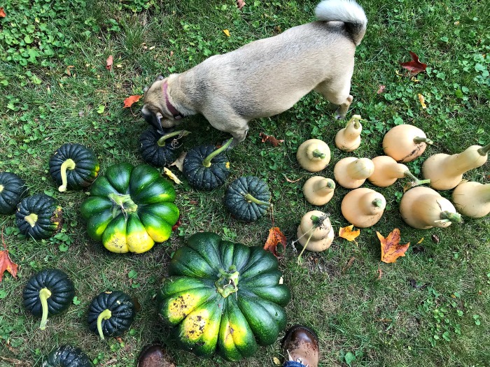 Gardening in Maine – Fall Garden Clean Up