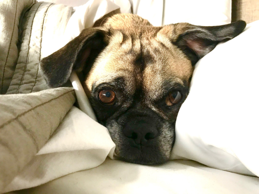 One Hundred Dollars a Month – Mavis’ Weekly Highlights 10/31/2020