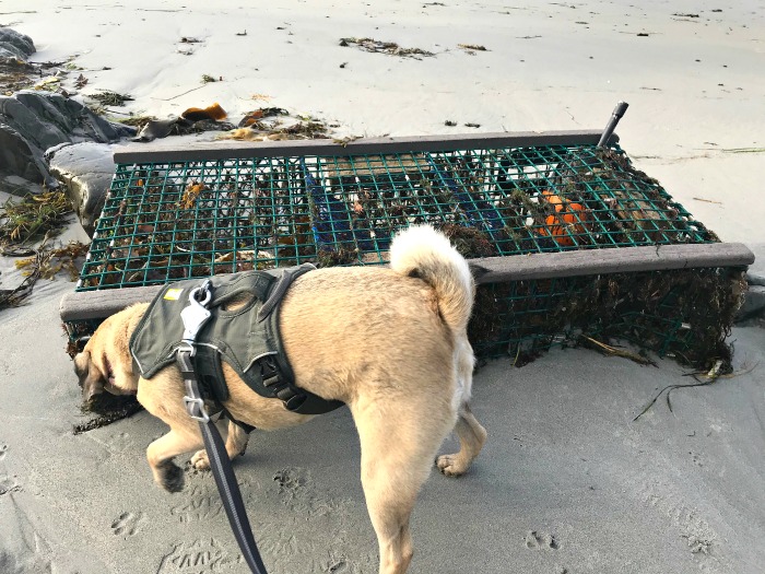 My 14 Goals for 2020 Week 40 of 52