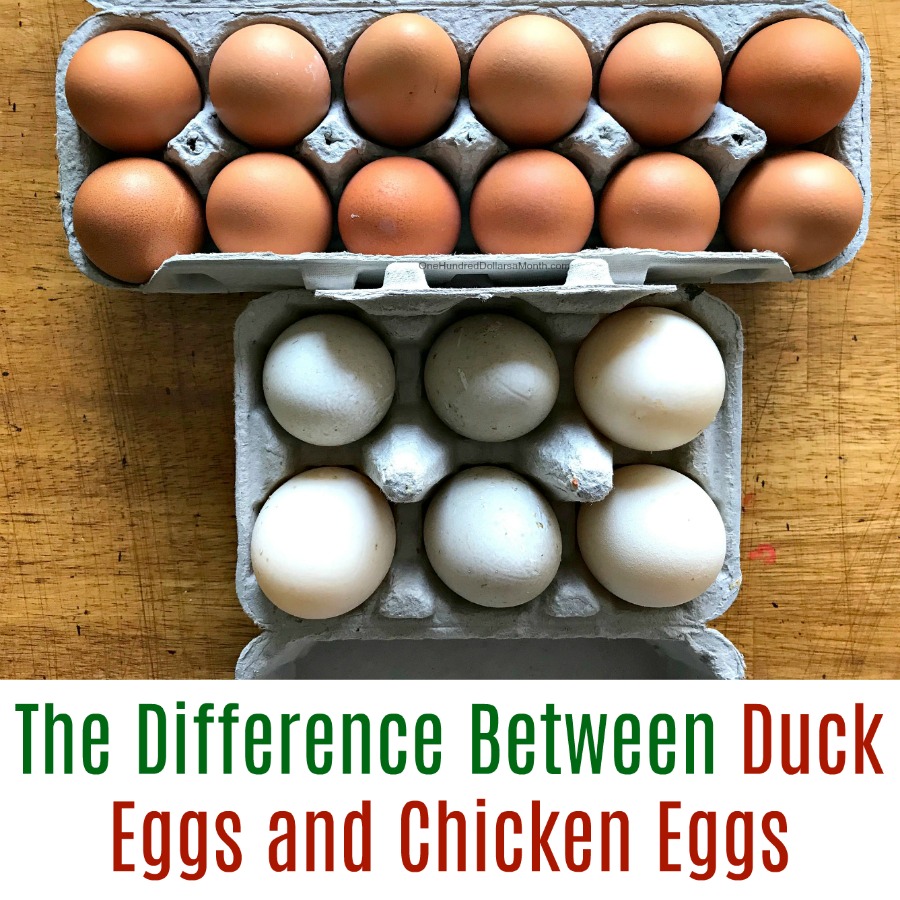 The Difference Between Duck Eggs and Chicken Eggs