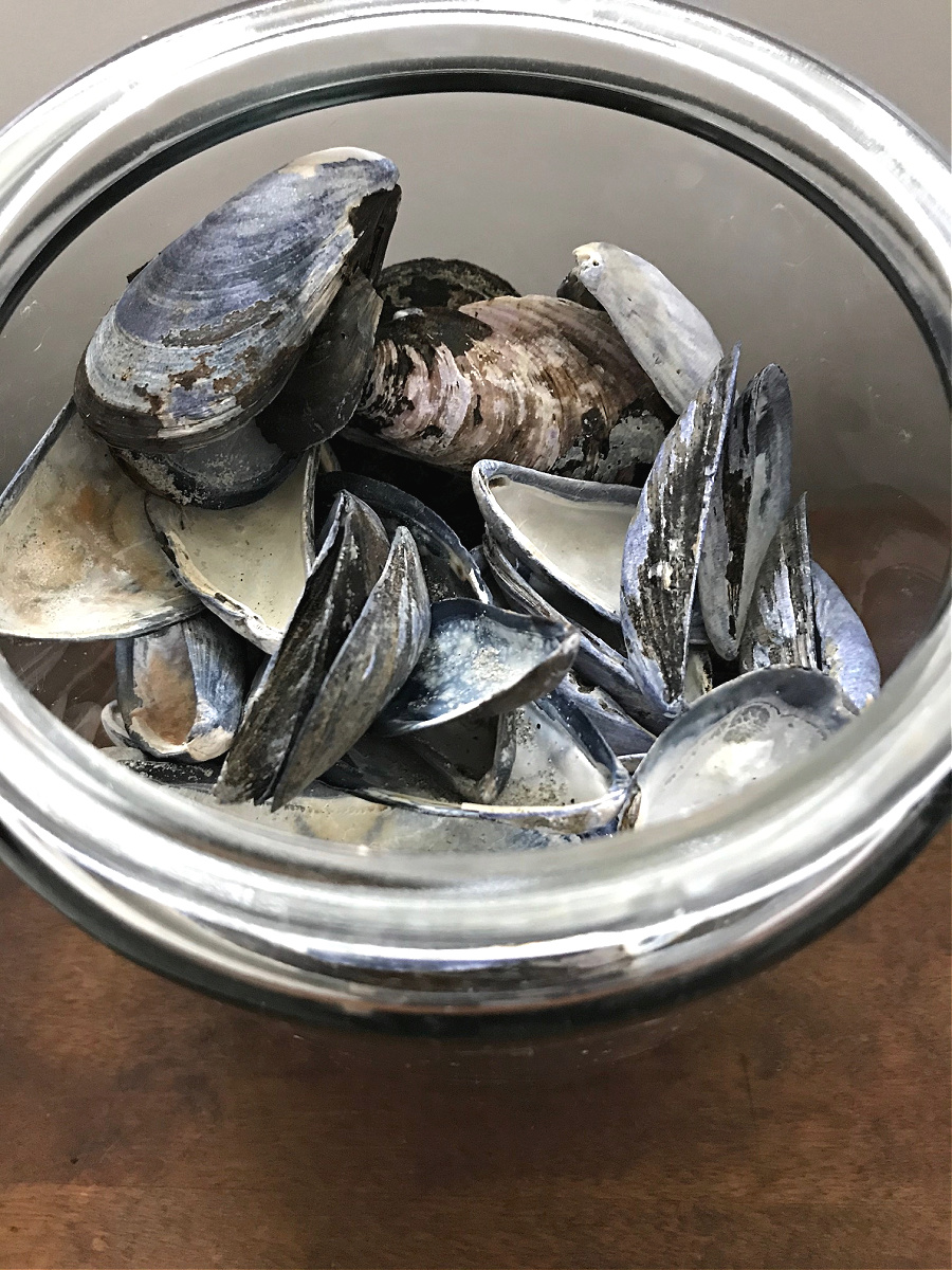 mussel shells in jar One Hundred Dollars a Month