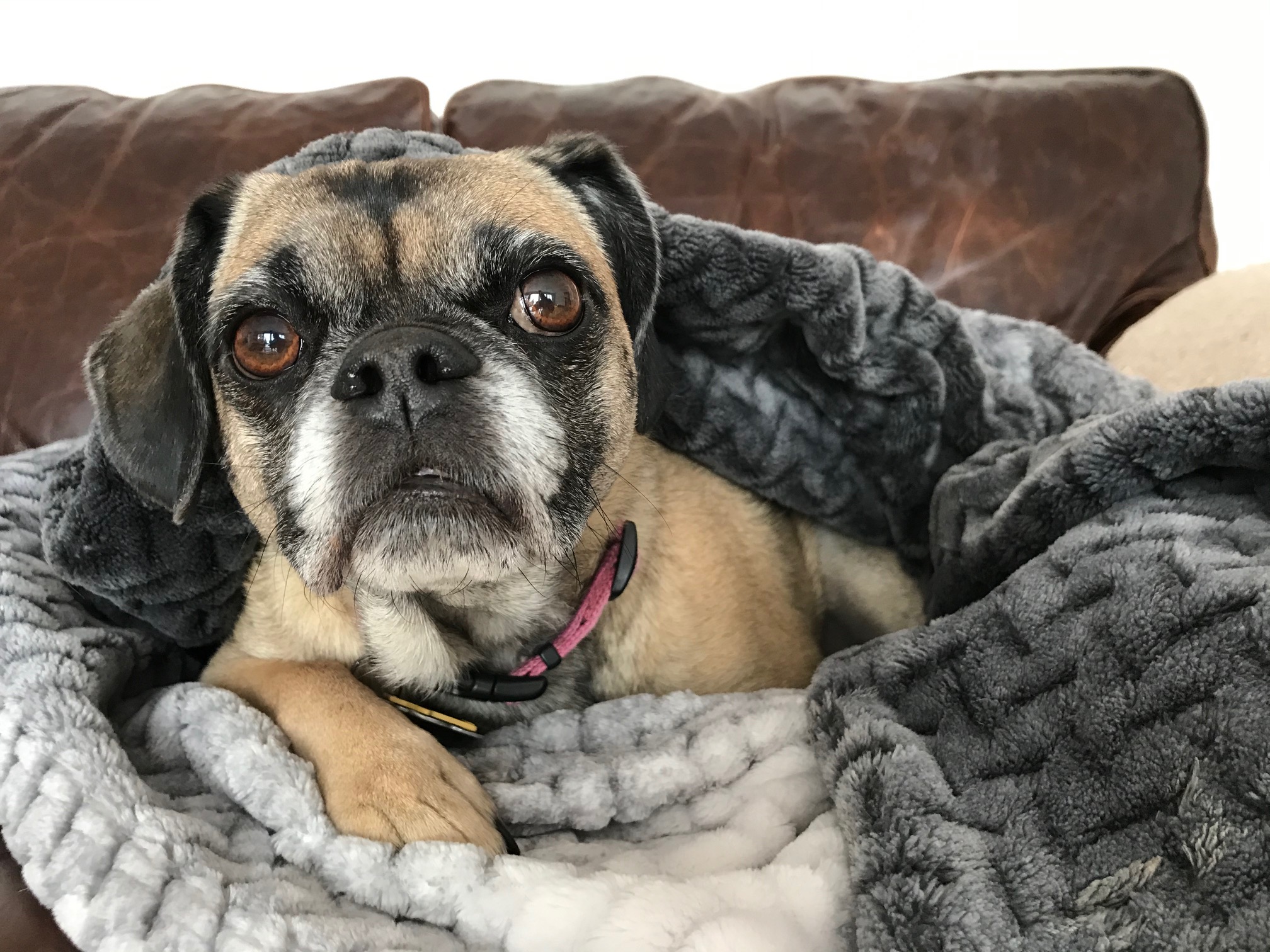 One Hundred Dollars a Month – Mavis’ Weekly Highlights 1/16/2021