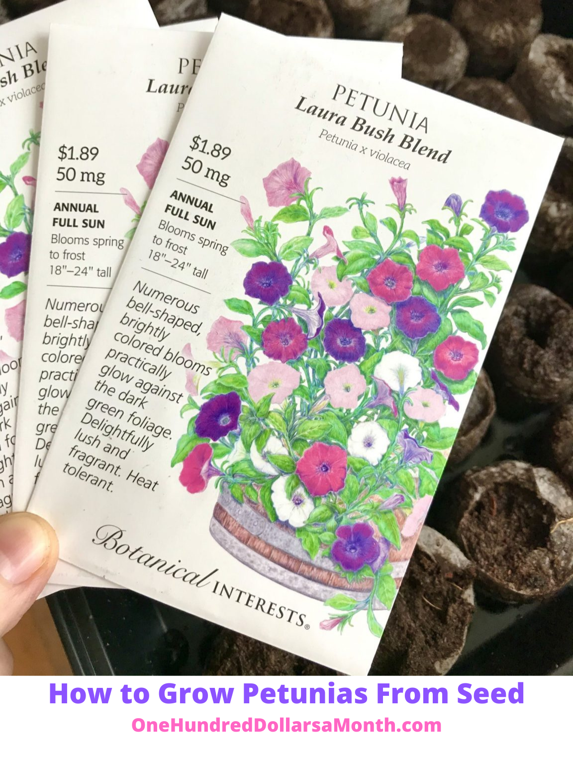 How to Plant Petunias from Seed