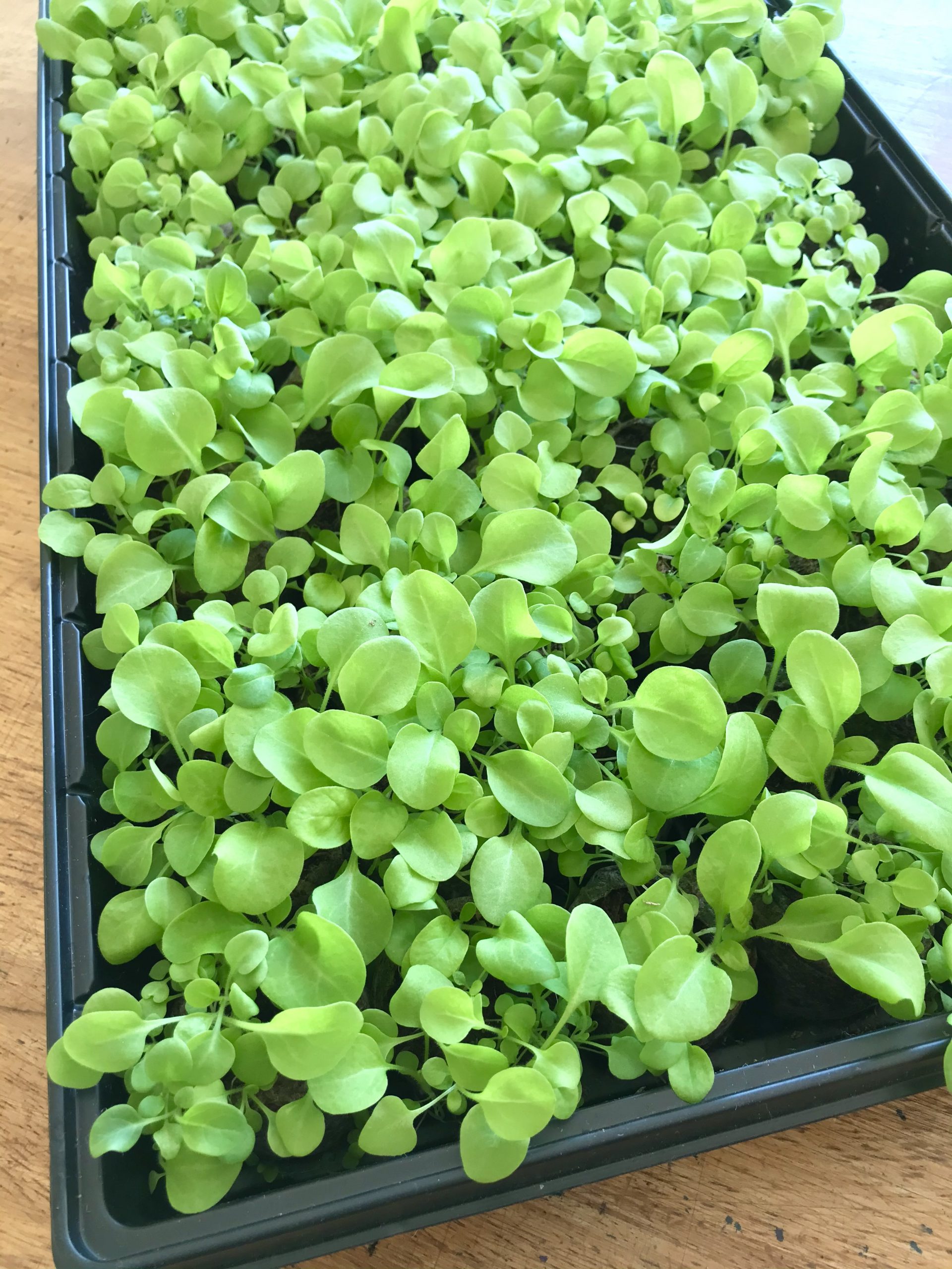 Gardening in Mid-Coast Maine – Early March