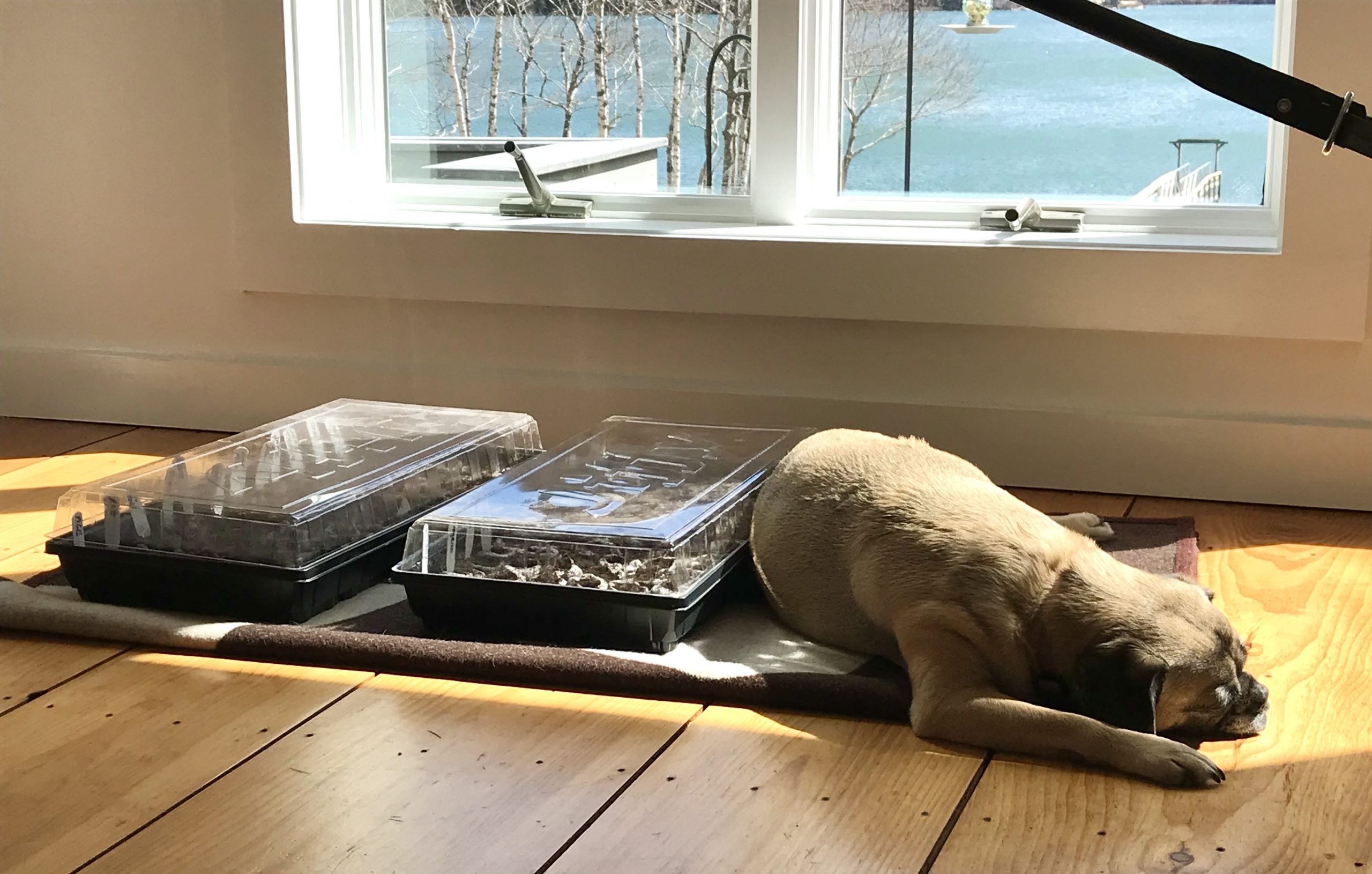 One Hundred Dollars a Month – Mavis’ Weekly Highlights 4/3/2021