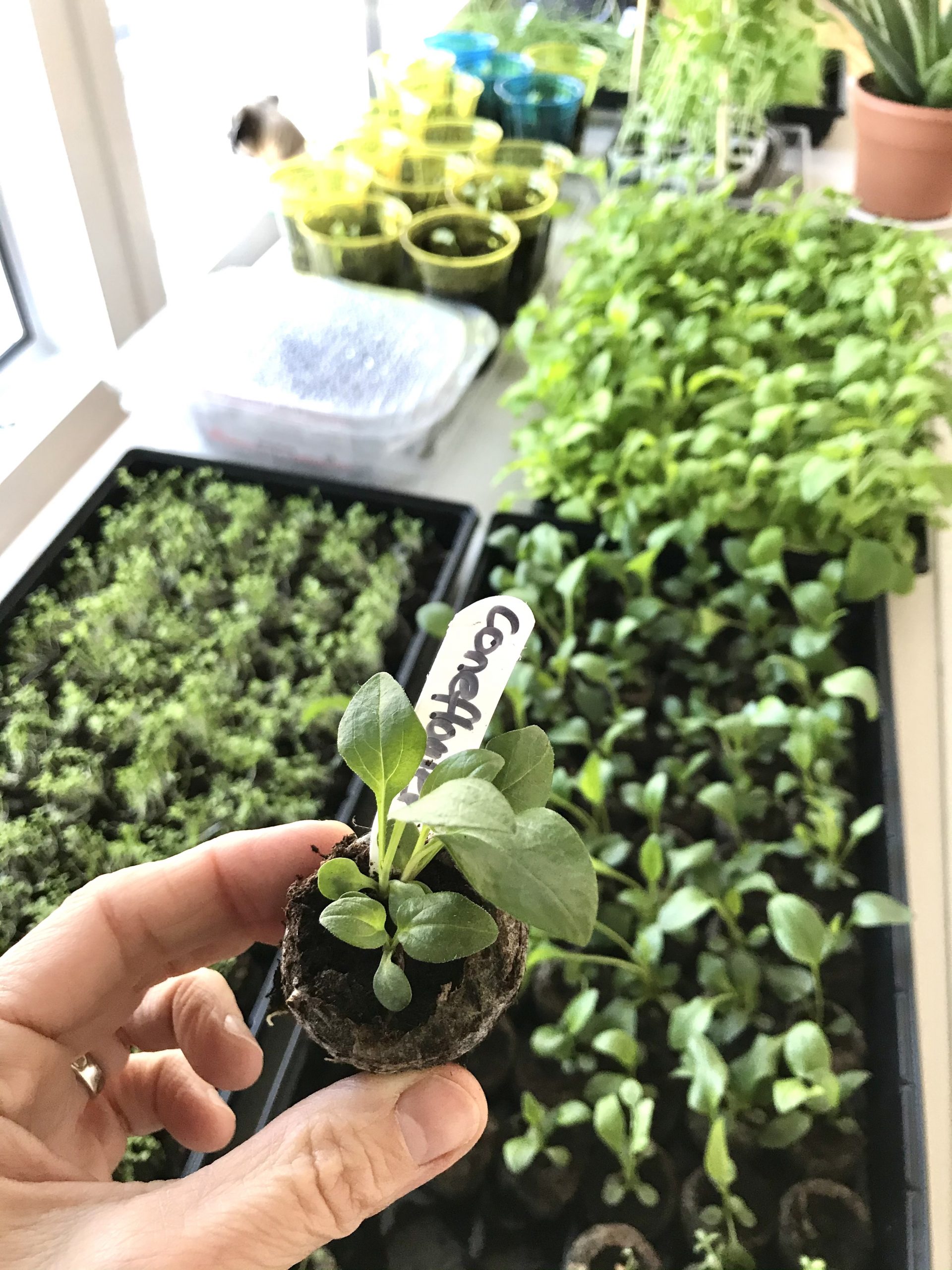 My Big List of Things I’m Going to Do in 2021 – Week 14 of 52