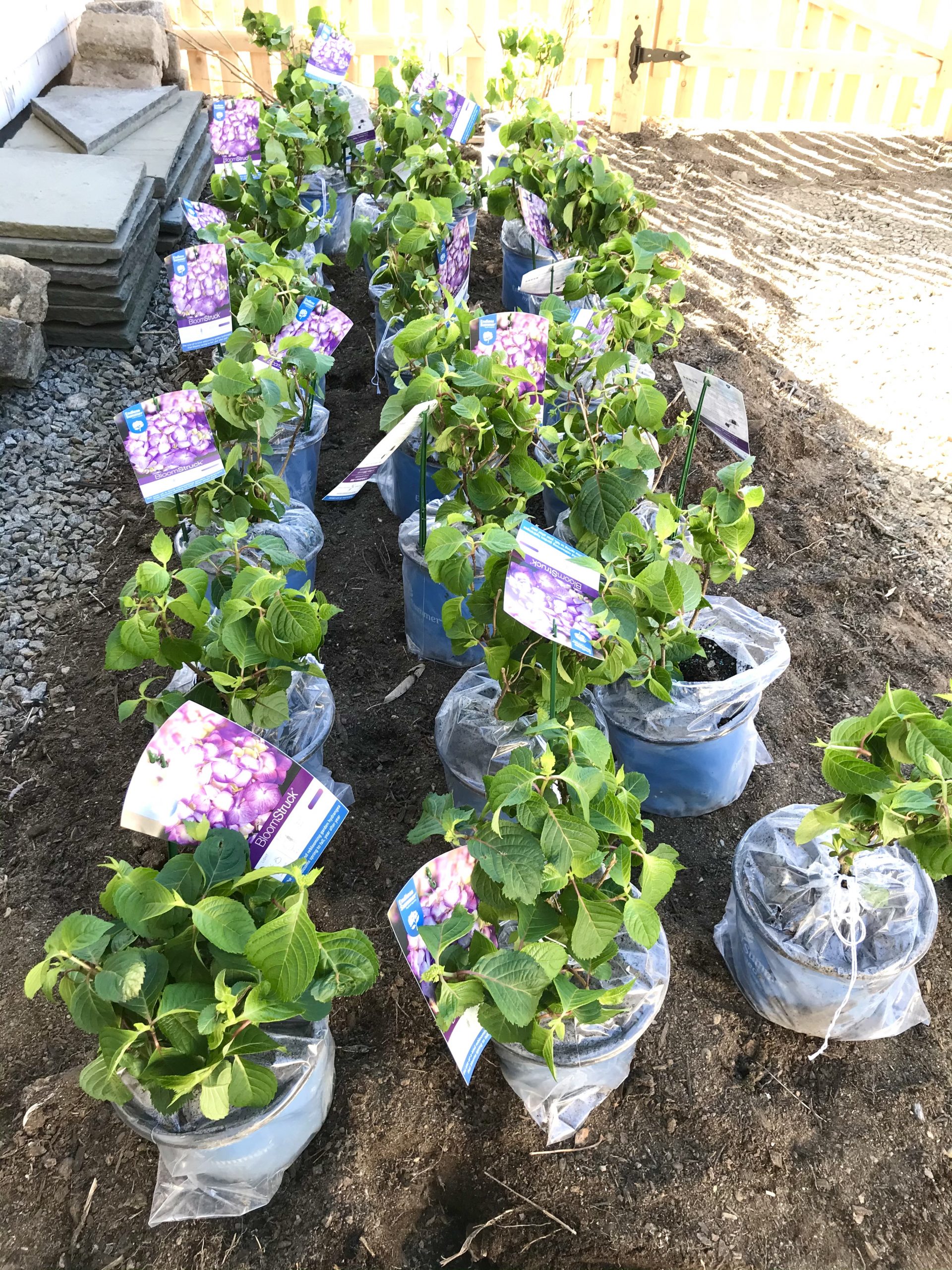 Endless Summer Bloomstruck Hydrangeas