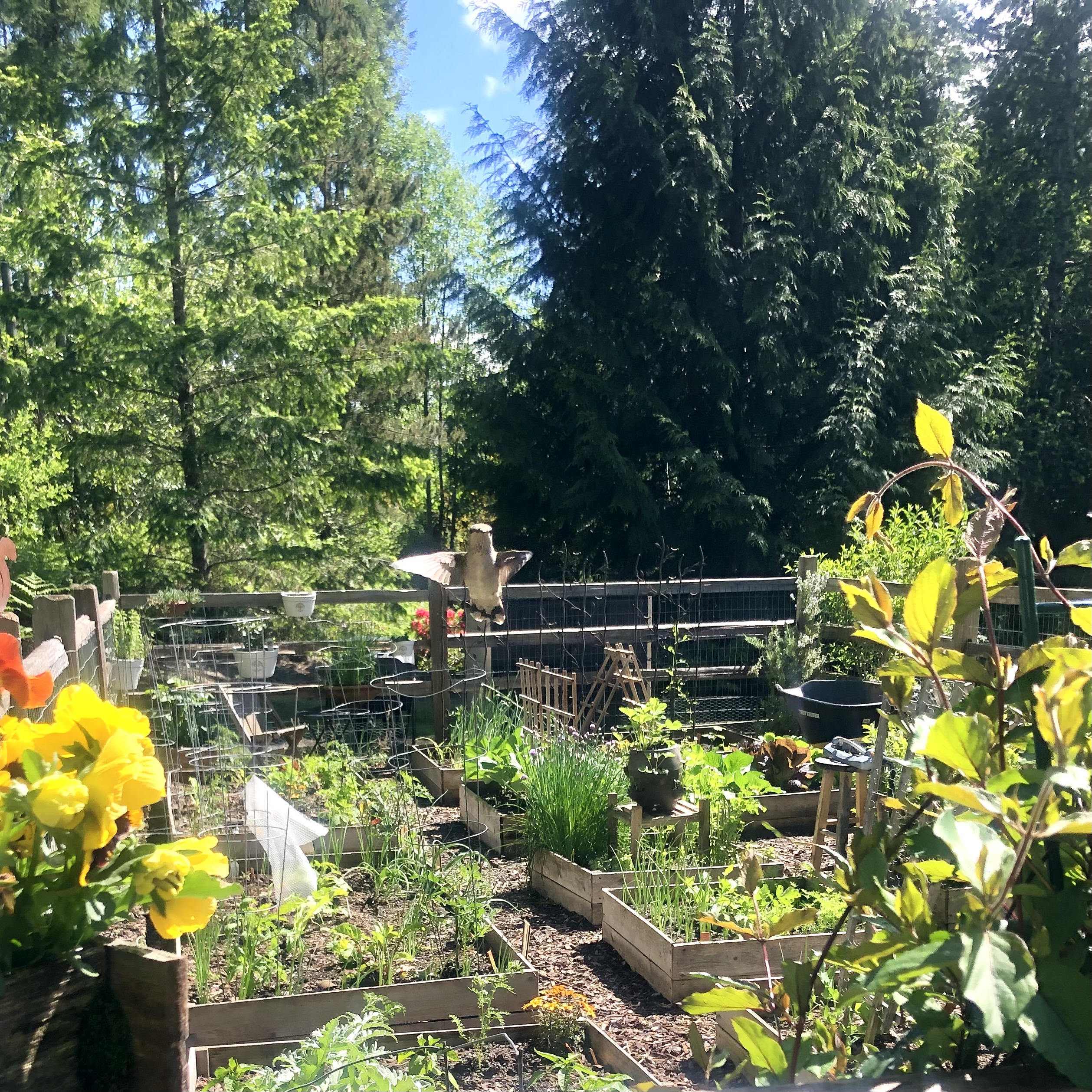 Mrs. Hillbilly Shares Pictures of Her Zone 8a Washington State Garden