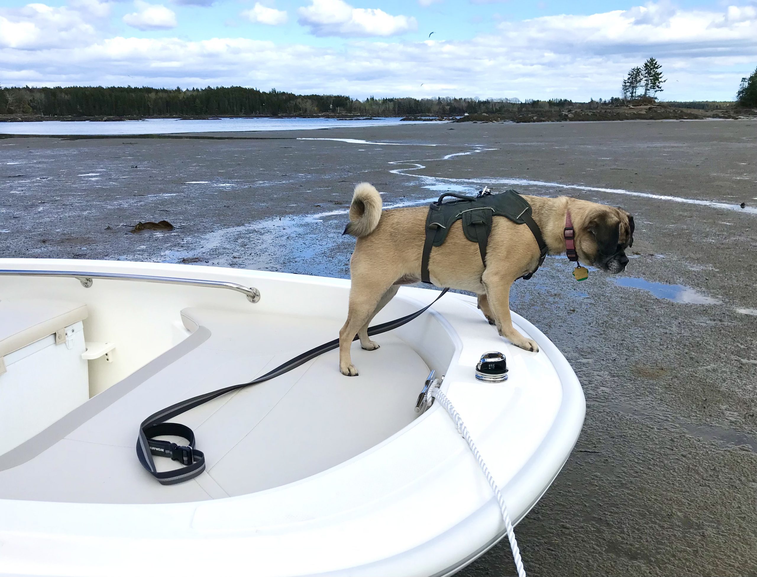 One Hundred Dollars a Month – Mavis’ Weekly Highlights 5/8/2021