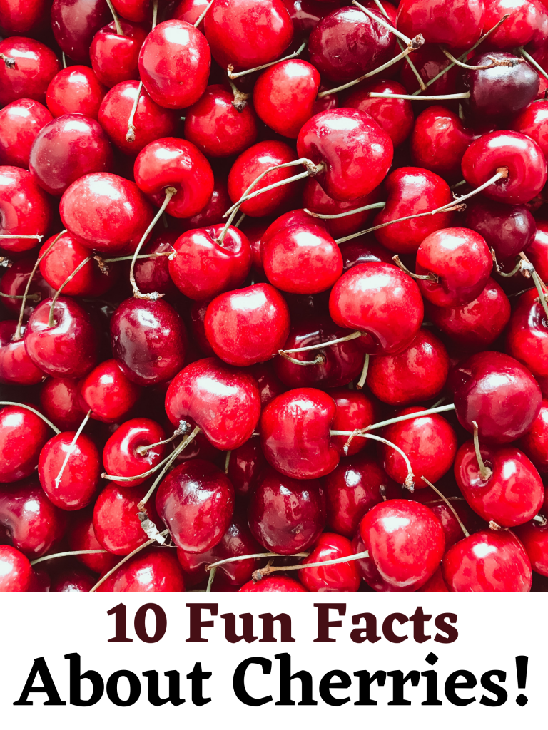 10 Fun Facts About Cherries One Hundred Dollars a Month